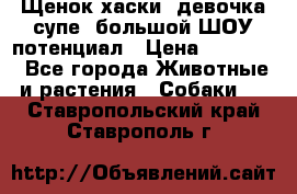 Щенок хаски, девочка супе, большой ШОУ потенциал › Цена ­ 50 000 - Все города Животные и растения » Собаки   . Ставропольский край,Ставрополь г.